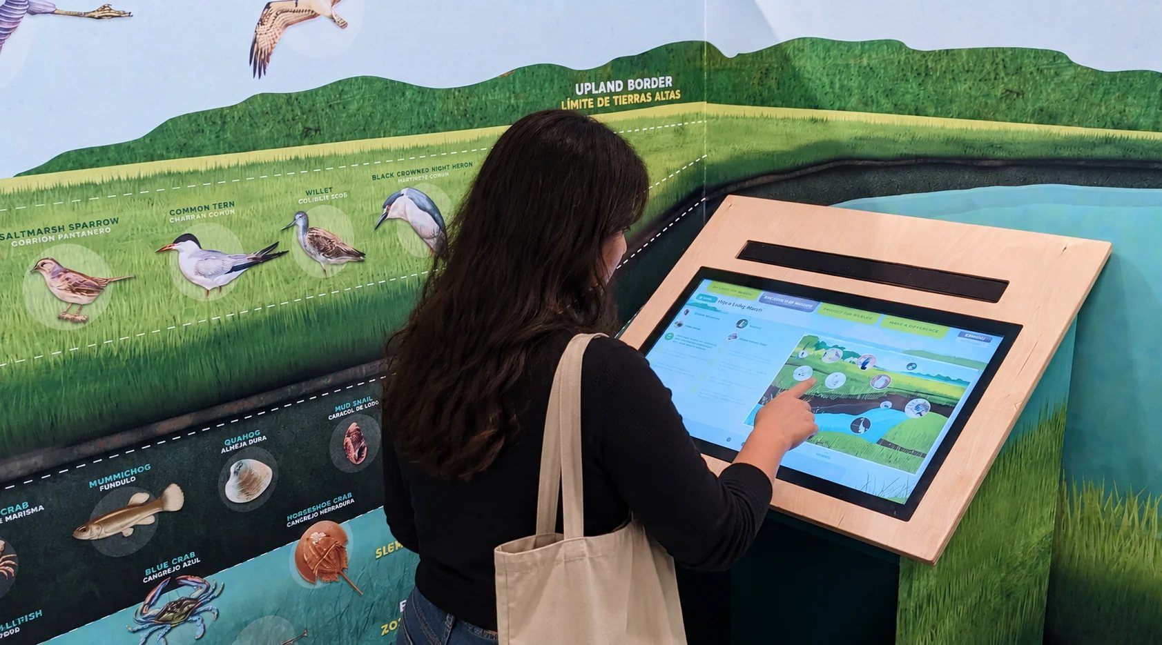 A visitor uses the touchscreen kiosk set into the illustrated salt marsh exhibition wall.